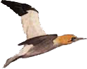 Fou de bassan